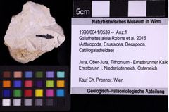 Foto (Objekt + Etiketten) von Galatheites aiola (Robins et al., 2016) (NHMW-GEO-1990-0041-0539)